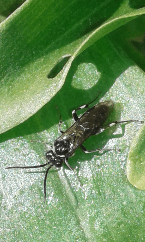 Tenthredinidae : Macrophya sp. (M. albicincta o M. alboannulata)